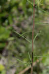 Pineland false sunflower